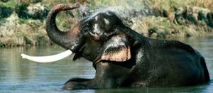 Wildlife of Simlipal National Park